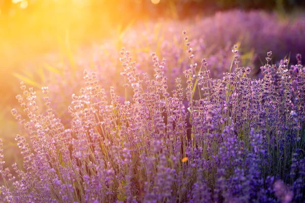 Lavendel blommor vid solnedgången i ett mjukt fokus, pastellfärger och bl — Stockfoto