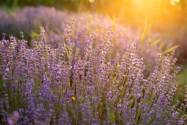 Gün batımında lavanta çiçekleri yumuşak bir odak, pastel renkler ve bl — Stok fotoğraf