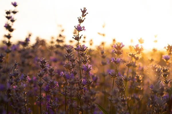 Λεβάντα λουλούδια στο ηλιοβασίλεμα σε μια απαλή εστίαση, παστέλ χρώματα και BL — Φωτογραφία Αρχείου
