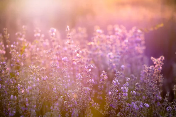 Lawenda kwiaty o zachodzie słońca w miękkiej ostrości, pastelowe kolory i bl — Zdjęcie stockowe