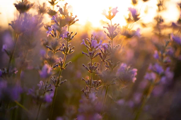 Lawenda kwiaty o zachodzie słońca w miękkiej ostrości, pastelowe kolory i bl — Zdjęcie stockowe