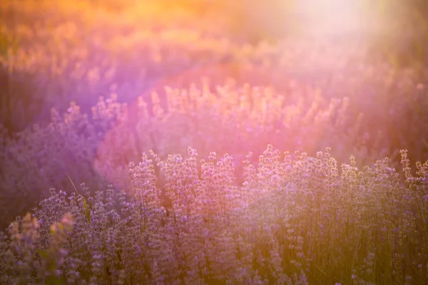 Flores de lavanda ao pôr do sol em um foco suave, cores pastel e bl — Fotografia de Stock