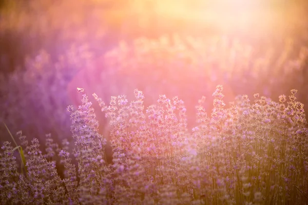 Lavendel blommor vid solnedgången i ett mjukt fokus, pastellfärger och bl — Stockfoto