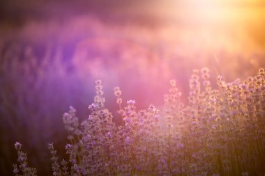 Gün batımında lavanta çiçekleri yumuşak bir odak, pastel renkler ve bl