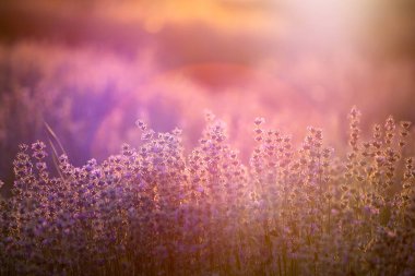 Gün batımında lavanta çiçekleri yumuşak bir odak, pastel renkler ve bl