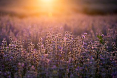 Gün batımında lavanta çiçekleri yumuşak bir odak, pastel renkler ve bl