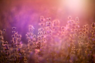 Gün batımında lavanta çiçekleri yumuşak bir odak, pastel renkler ve bl