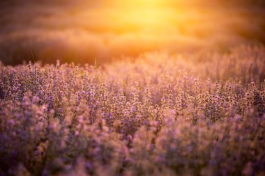 Gün batımında lavanta çiçekleri yumuşak bir odak, pastel renkler ve bl