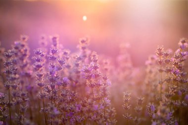 Gün batımında lavanta çiçekleri yumuşak bir odak, pastel renkler ve bl
