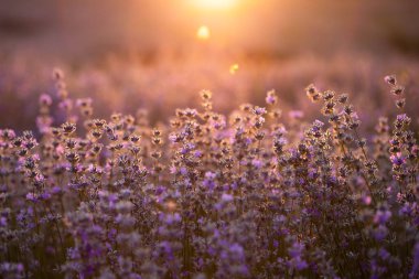 Gün batımında lavanta çiçekleri yumuşak bir odak, pastel renkler ve bl