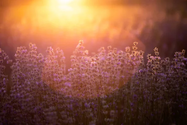 Lavendel blommor vid solnedgången i ett mjukt fokus, pastellfärger och bl — Stockfoto