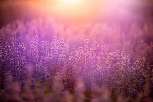 Flores de lavanda ao pôr do sol em um foco suave, cores pastel e bl — Fotografia de Stock