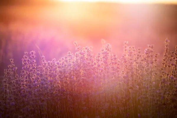 Лавандовые цветы на закате в мягком фокусе, пастельные цвета и BL — стоковое фото