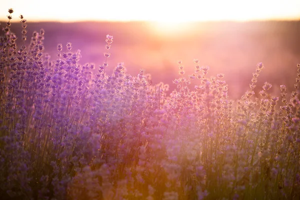 Flores de lavanda al atardecer en un enfoque suave, colores pastel y bl — Foto de Stock