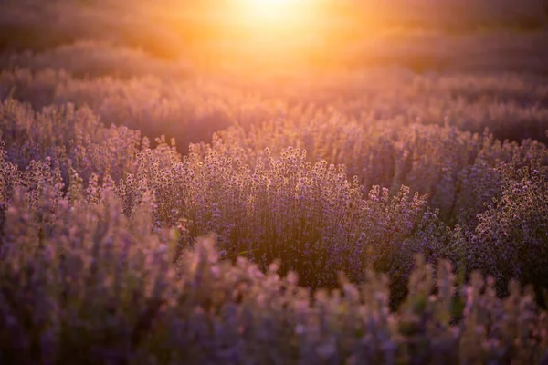 Lavender flowers at sunset in a soft focus, pastel colors and bl — Stock Photo, Image