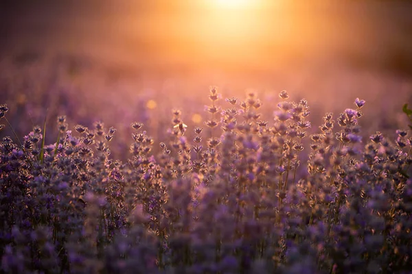 Квіти лаванди на заході сонця в м'якому фокусі, пастельних кольорах і bl — стокове фото