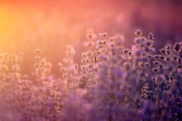Квіти лаванди на заході сонця в м'якому фокусі, пастельних кольорах і bl — стокове фото