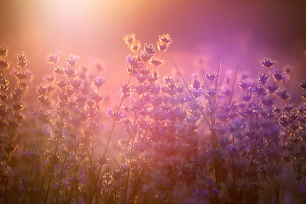 Lavendel blommor vid solnedgången i ett mjukt fokus, pastellfärger och bl — Stockfoto