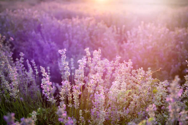 Flores de lavanda al atardecer en un enfoque suave, colores pastel y bl — Foto de Stock