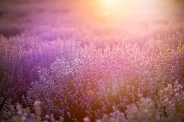 Lavendelblüten bei Sonnenuntergang in einem weichen Fokus, Pastellfarben und Bl — Stockfoto