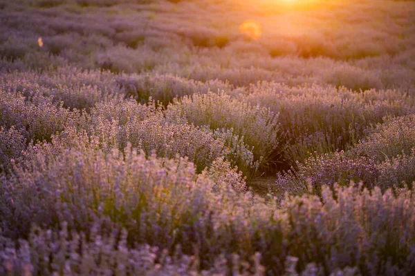 Lavender flowers at sunset in a soft focus, pastel colors and bl — Stock Photo, Image