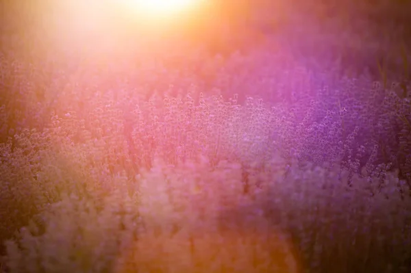 Flores de lavanda ao pôr do sol em um foco suave, cores pastel e bl — Fotografia de Stock