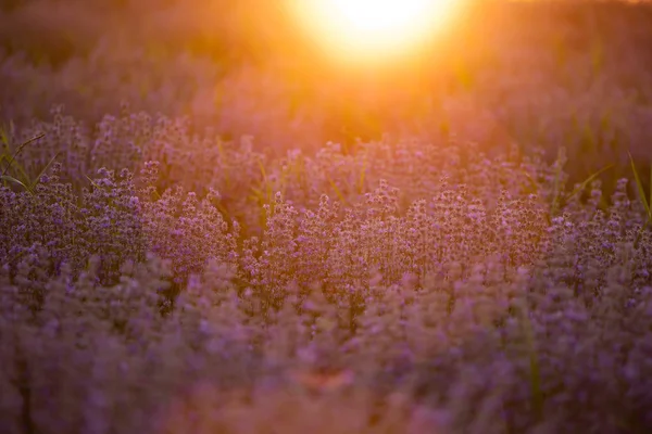 Fiori di lavanda al tramonto in un focus morbido, colori pastello e bl — Foto Stock