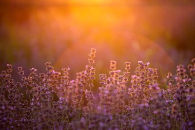 Gün batımında lavanta çiçekleri yumuşak bir odak, pastel renkler ve bl