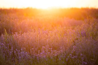 Gün batımında lavanta çiçekleri yumuşak bir odak, pastel renkler ve bl