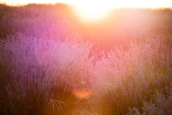Лавандовые цветы на закате в мягком фокусе, пастельные цвета и BL — стоковое фото
