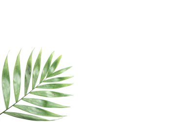 Beyaz arka planda renkli tropikal yapraklardan oluşan yaratıcı bir düzen. Kopya uzayı ile en az yaz egzotik konsepti. Sınır düzenlemesi.