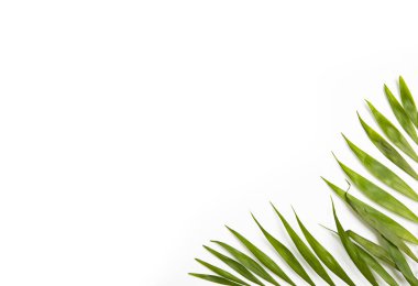 Beyaz arka planda renkli tropikal yapraklardan oluşan yaratıcı bir düzen. Kopya uzayı ile en az yaz egzotik konsepti. Sınır düzenlemesi.