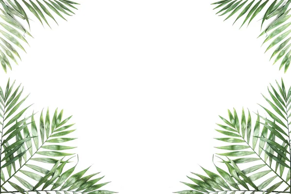 Creative layout made of colorful tropical leaves on white background. Minimal summer exotic concept with copy space. Border arrangement.