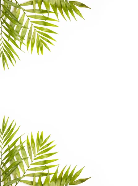 白い背景にカラフルな熱帯の葉で作られた創造的なレイアウト コピースペースと最小限の夏のエキゾチックなコンセプト 境界配置 — ストック写真