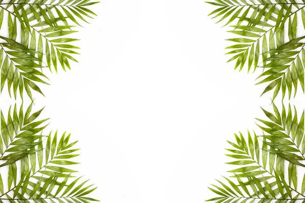 Beyaz Arka Planda Renkli Tropikal Yapraklardan Oluşan Yaratıcı Bir Düzen — Stok fotoğraf