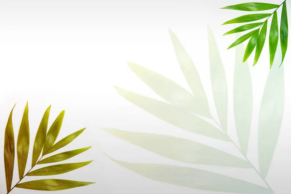 Beyaz Arka Planda Renkli Tropikal Yapraklardan Oluşan Yaratıcı Bir Düzen — Stok fotoğraf