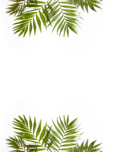 Mise Page Créative Faite Feuilles Tropicales Colorées Sur Fond Blanc — Photo