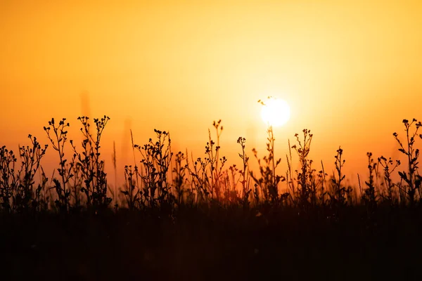 Solig Höstäng Med Växter Siluett Solnedgången Naturlig Bakgrund — Stockfoto