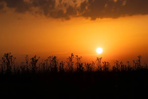 日没の植物のシルエットと日当たりの良い秋の牧草地 自然背景 — ストック写真