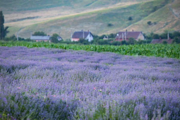 Řady Fialových Levandulových Květin Provence Francie — Stock fotografie