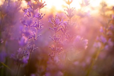 Provence, Fransa 'da menekşe lavanta tarlasında gün batımı.