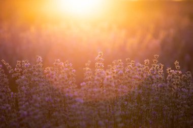 Provence, Fransa 'da menekşe lavanta tarlasında gün batımı.