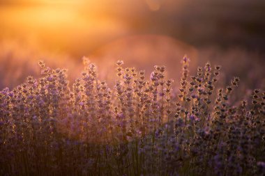 Provence, Fransa 'da menekşe lavanta tarlasında gün batımı.