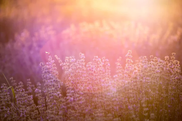 Solnedgång Över Ett Violett Lavendelfält Provence Frankrike — Stockfoto