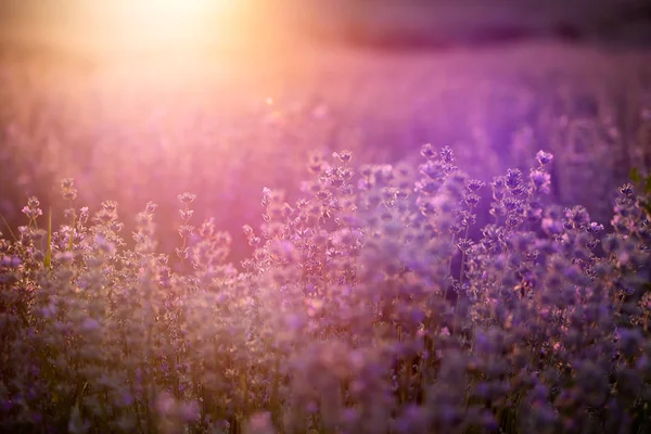 Solnedgång Över Ett Violett Lavendelfält Provence Frankrike — Stockfoto