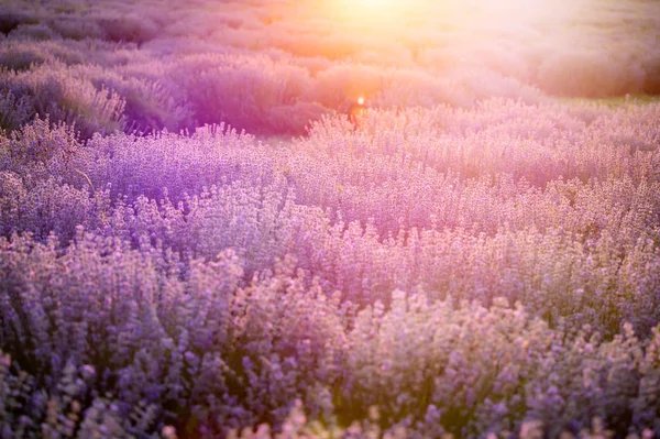 Sonnenuntergang Über Einem Violetten Lavendelfeld Der Provence Frankreich — Stockfoto