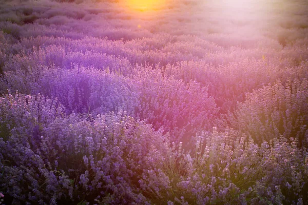Sunset Violet Lavender Field Provence France — Stock Photo, Image