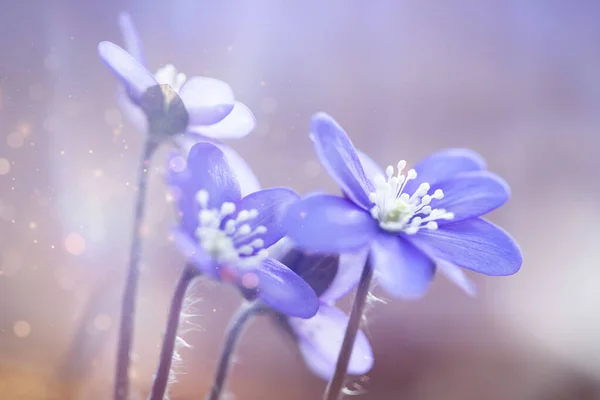 Frühlingsblumen Hepatica Nobilis Wald Magischem Frühlingslicht — Stockfoto