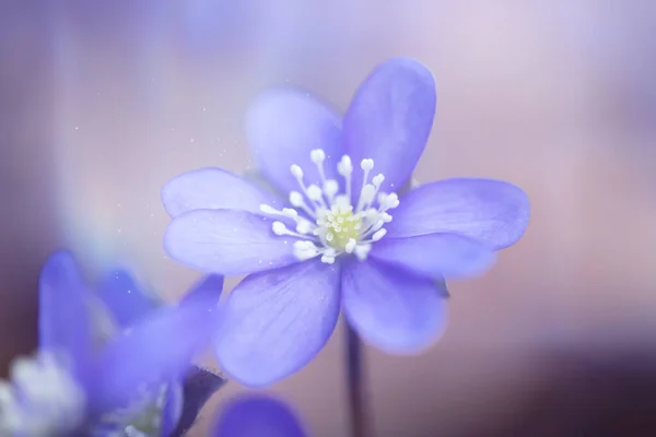 Flores Azules Primavera Hepatica Nobilis Bosque Con Luz Mágica Primavera —  Fotos de Stock