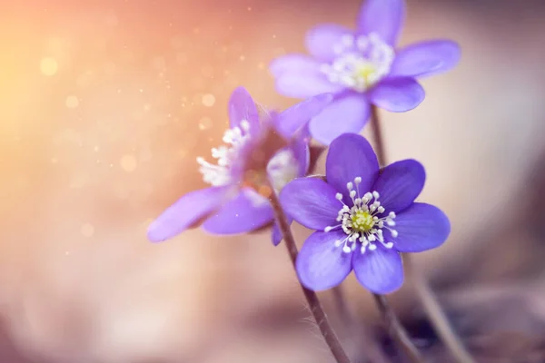 Vårblå Blommor Hepatica Nobilis Skogen Magiskt Vårljus — Stockfoto